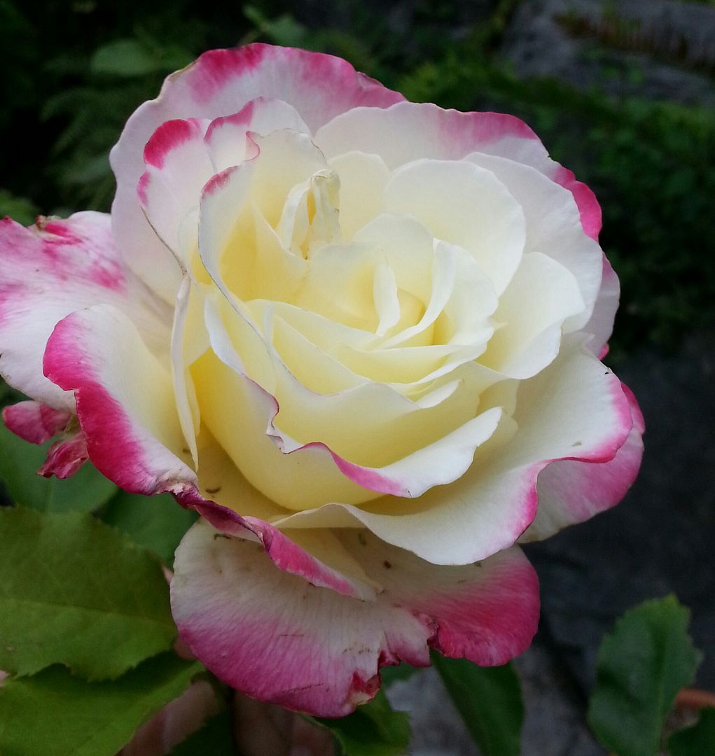  photo 20140702_073134-1_zpsqvwxtcds.jpg